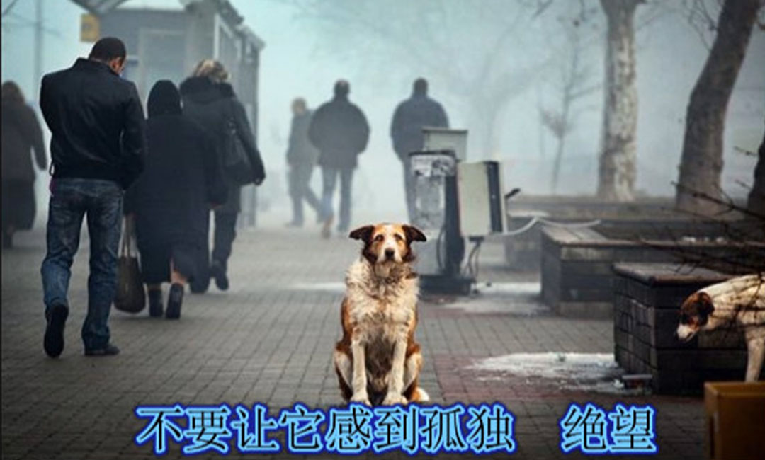 大兴爱影圈微博微信转发案例